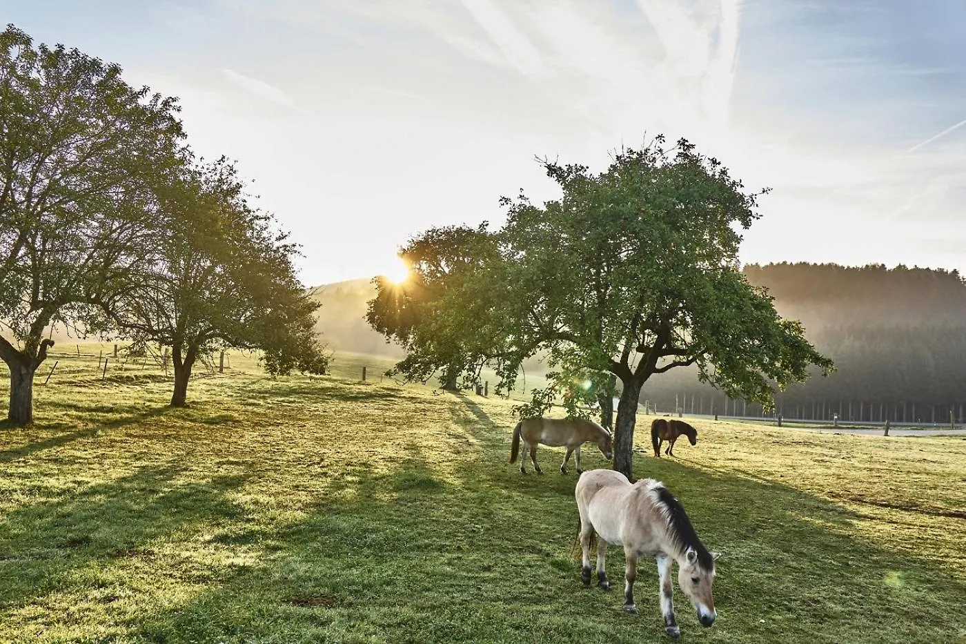 Bio-Ferienhof Hoefler Untergriesbach Farm stay